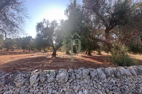 Terra a Carovigno, Brindisi, Carovigno - € 29.000 | Ref: Terreno Empire - foto 7